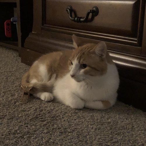 Rufus, an adoptable Domestic Short Hair in Grand Junction, CO, 81503 | Photo Image 6