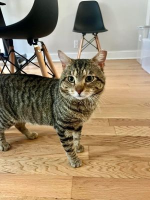 Carlos is a 3-year-old tabby whose Bronx family no longer wanted him so they threw him out to fend 