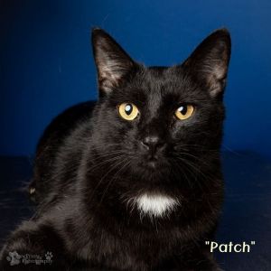 Patch Domestic Short Hair Cat