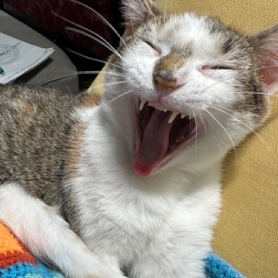 Tabitha Twitchit