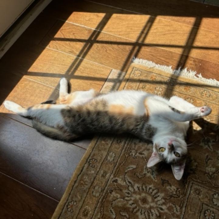 Tabitha Twitchit