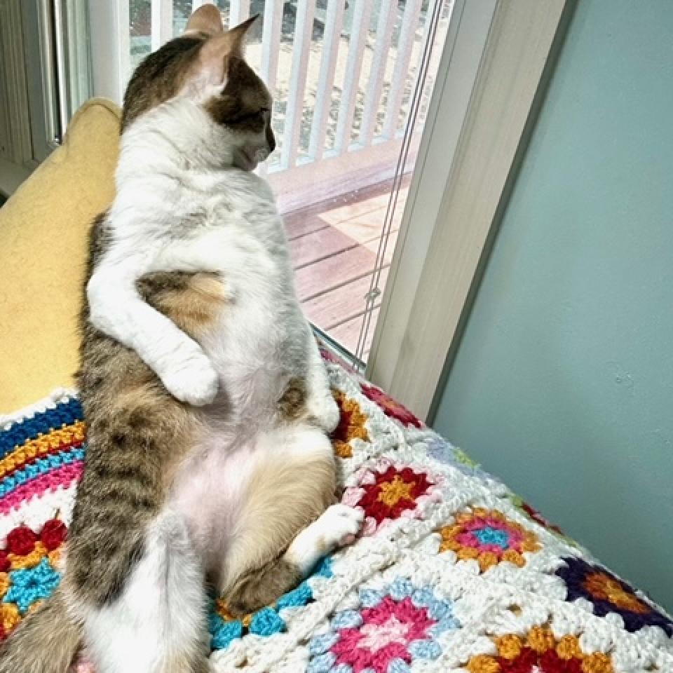 Tabitha Twitchit