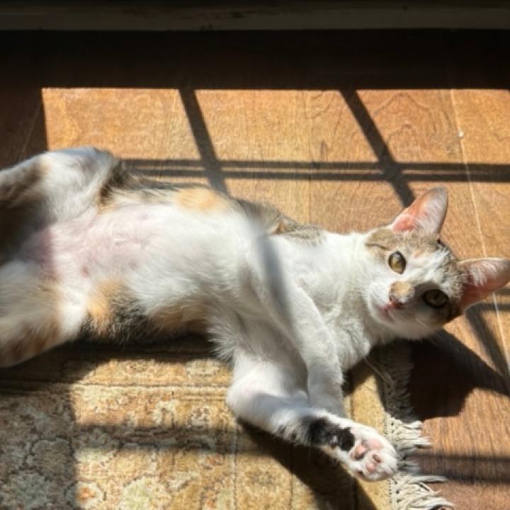 Tabitha Twitchit
