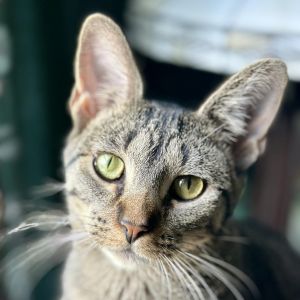Miss Moppet, Adult Female Domestic Short Hair