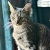 Miss Moppet photo 3
