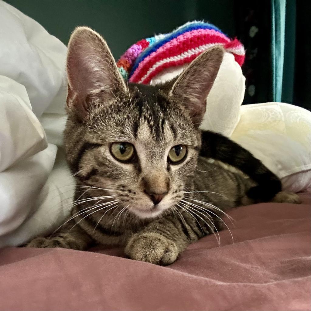 Miss Moppet
