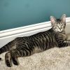 Miss Moppet photo 5