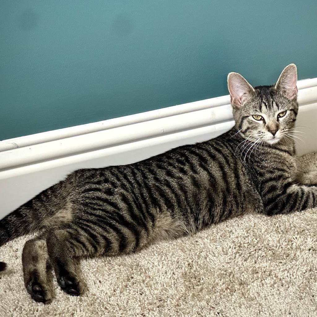 Miss Moppet