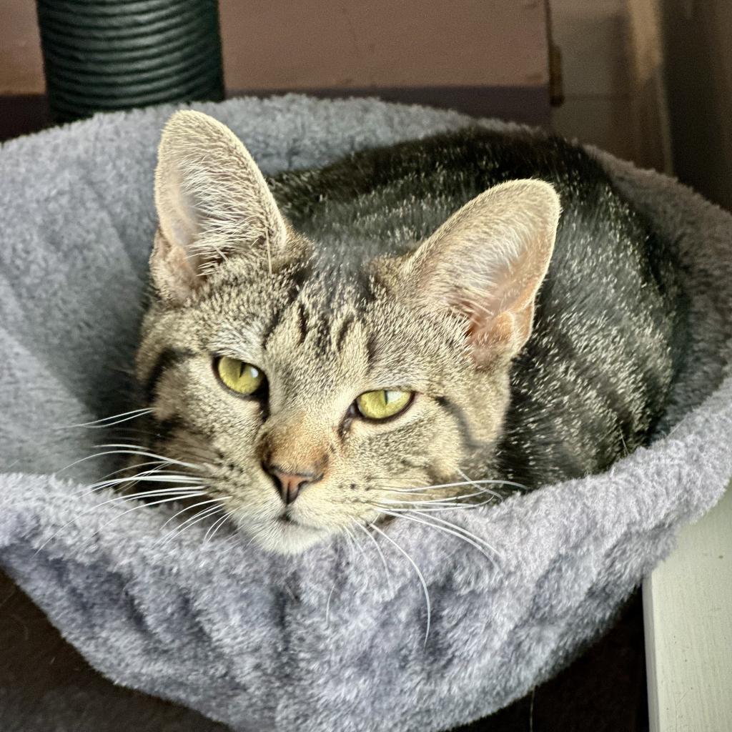 Miss Moppet