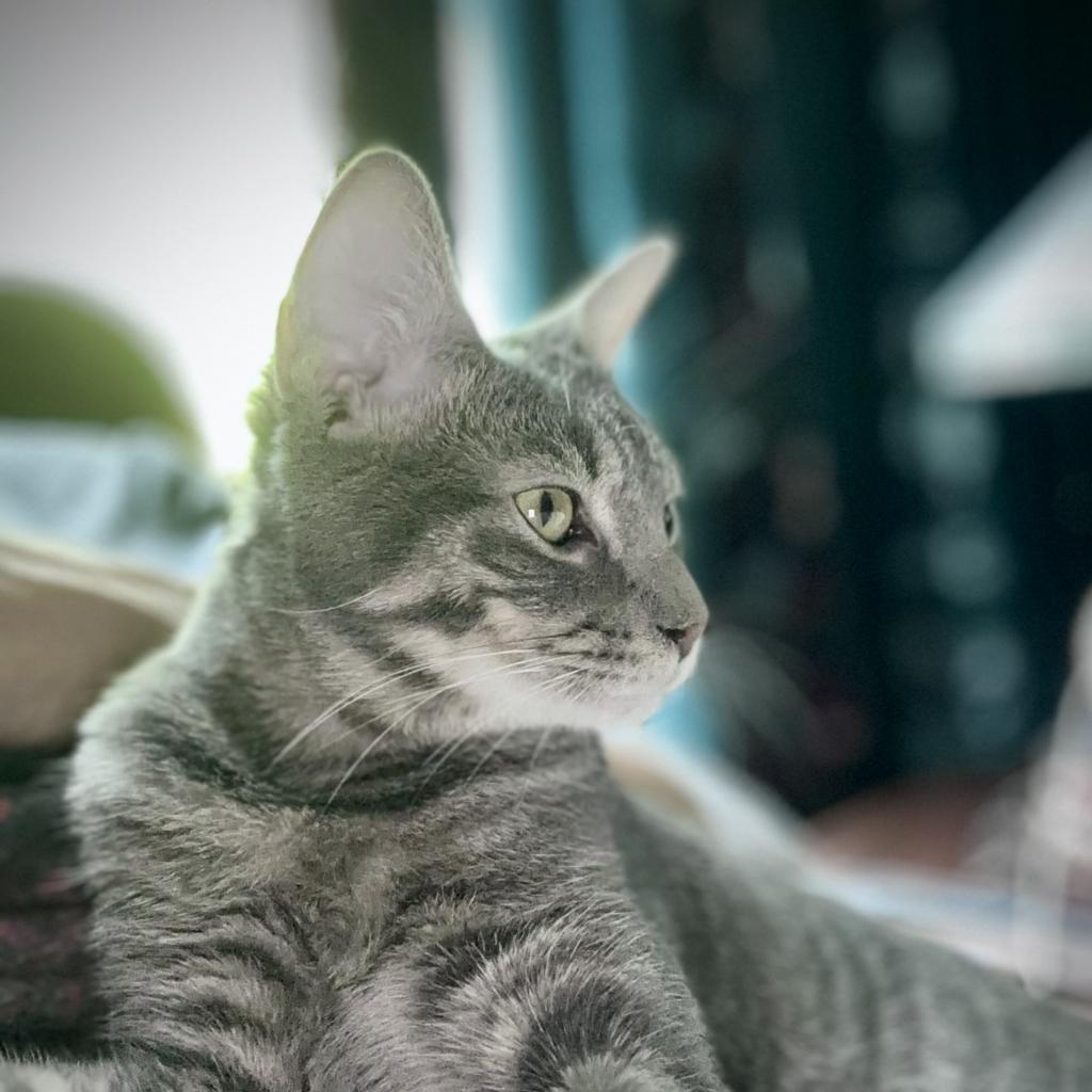 Benjamin Bunny