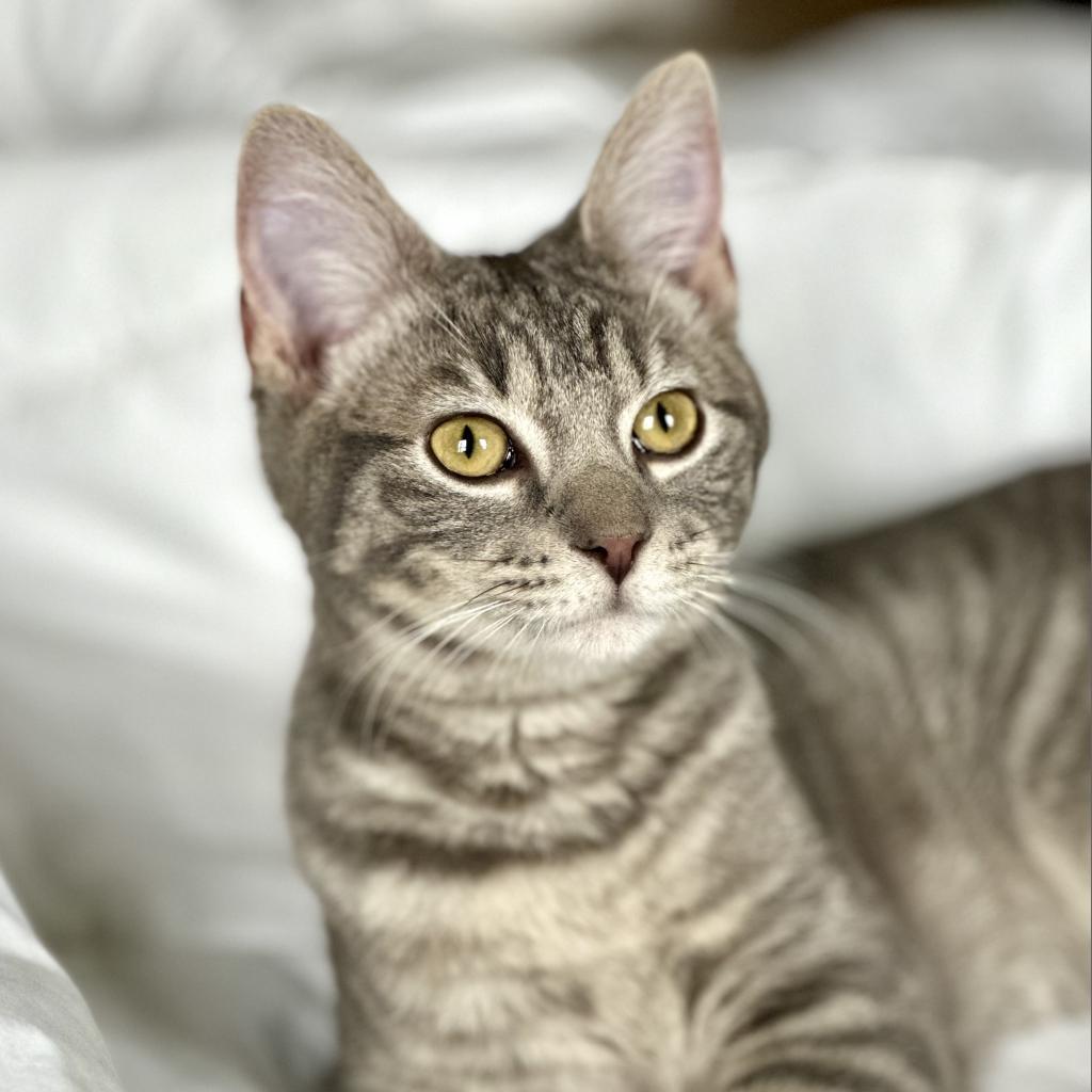 Benjamin Bunny