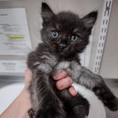 Princess, an adoptable Domestic Short Hair in Yuma, AZ, 85365 | Photo Image 1