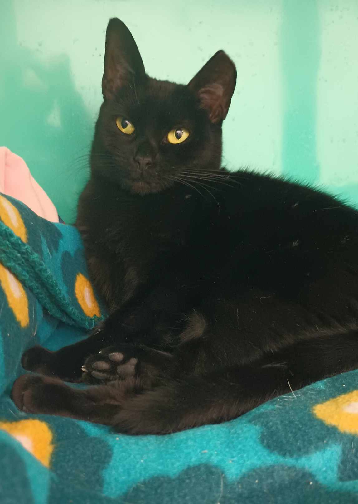 Baby AND Finn, an adoptable Domestic Short Hair in Gonic, NH, 03839 | Photo Image 1