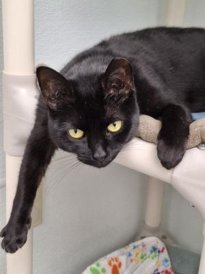 Baby AND Finn, Adult Female Domestic Short Hair