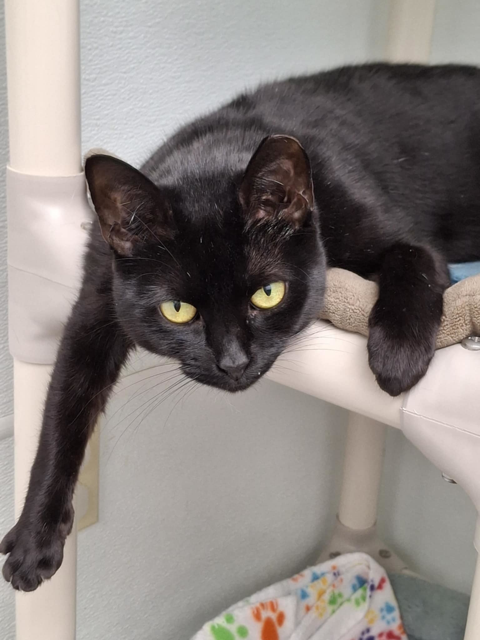 Baby AND Finn, an adoptable Domestic Short Hair in Gonic, NH, 03839 | Photo Image 1
