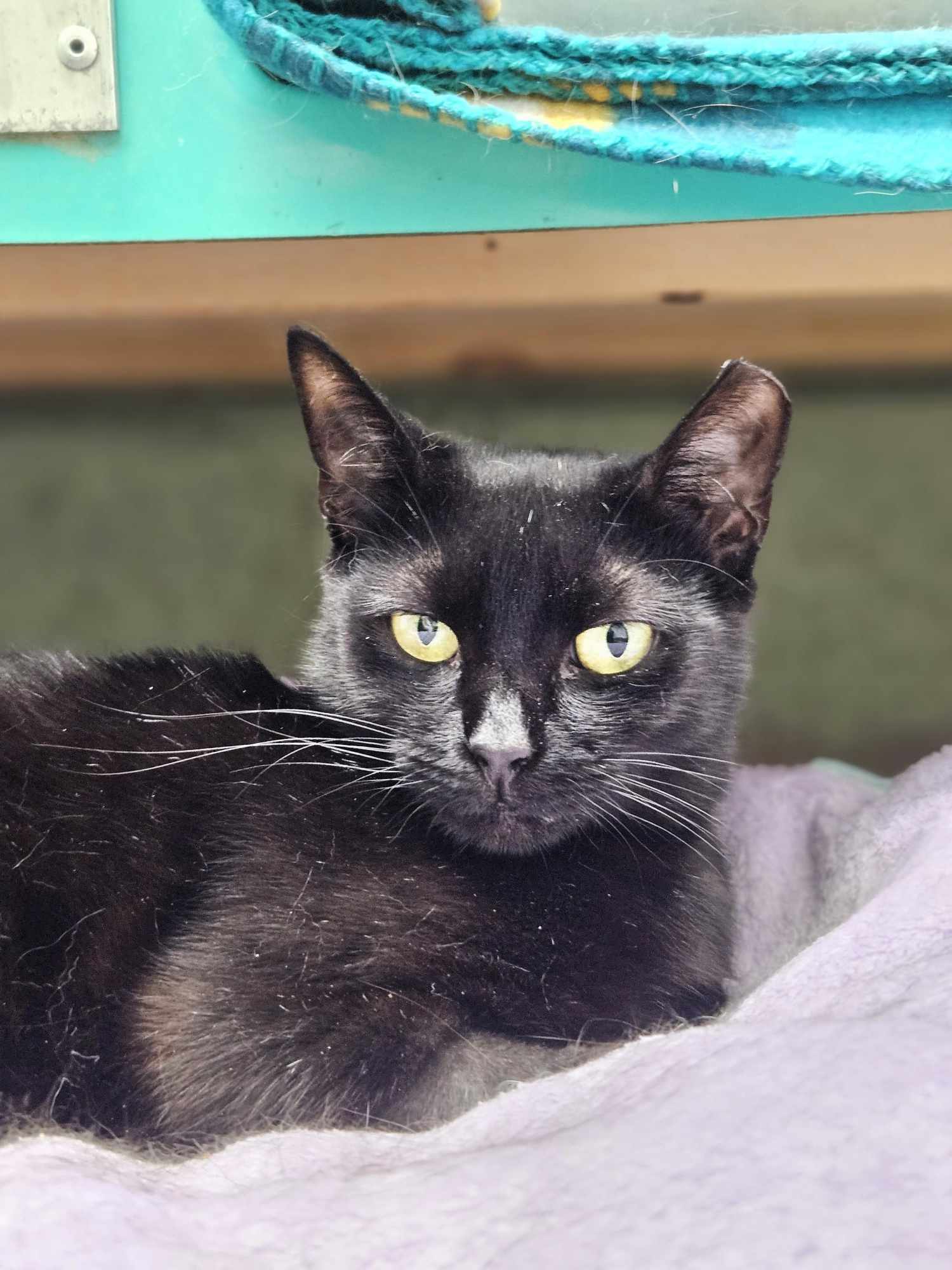 Baby AND Finn, an adoptable Domestic Short Hair in Gonic, NH, 03839 | Photo Image 3