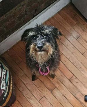 Wendy is a 2 years old 15 lbs female schnauzer mix from Texas She has adjusted very well during h