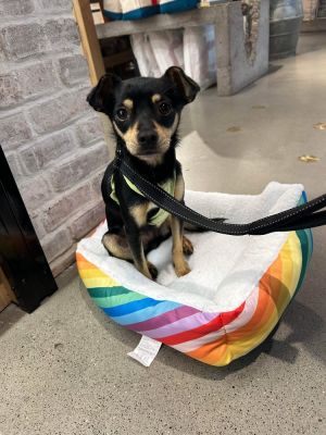 BJ is a 2-year-old 9-pound male miniature pinscher  chihuahua mix from Texas BJ is a cuddly play
