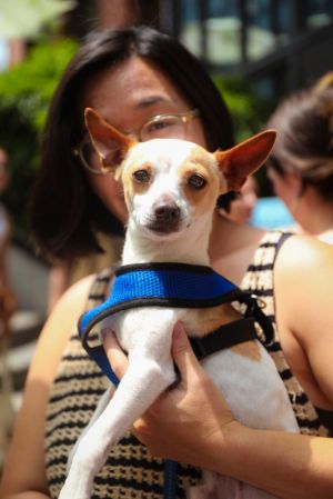 Popi is a 2-year-old 7-pound male chihuahua mix from Texas Popi is a sweet curious and energetic