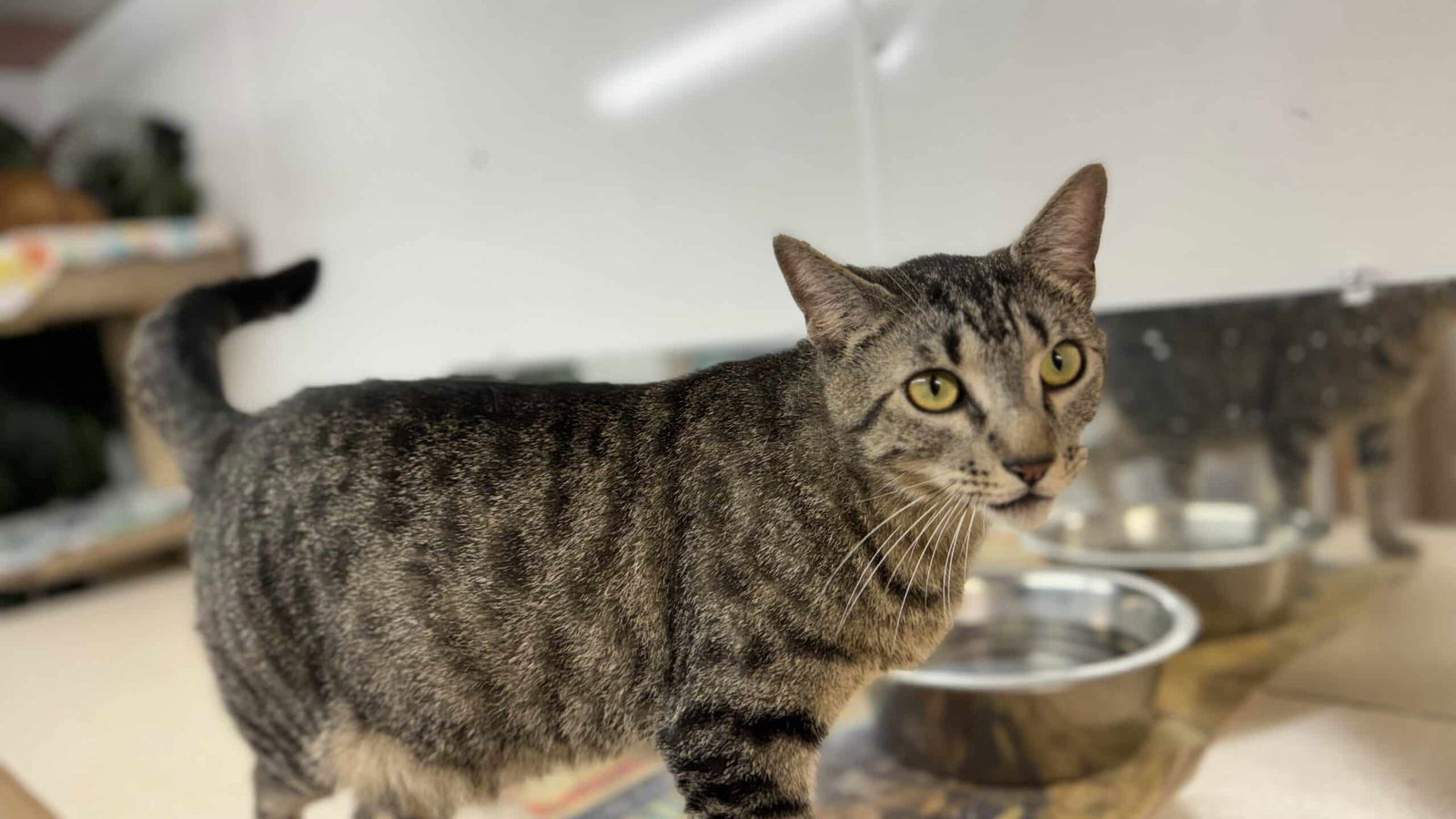 Luke, an adoptable Domestic Short Hair in Shreveport, LA, 71119 | Photo Image 1