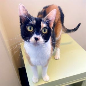 Hello My name is Ashley and Im a 2 year old medium-sized spayed female Domestic shorthair cat t