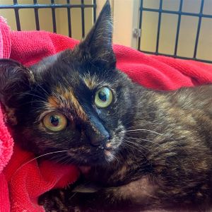 Hello there my name is Elphaba I am a 10 month old small size domestic short hair spayed female