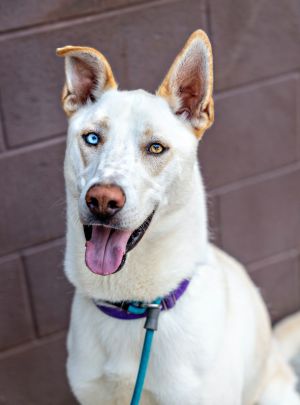 Pandas is a stunning Shepherd with one blue and one gold eye He is two years old playful and with