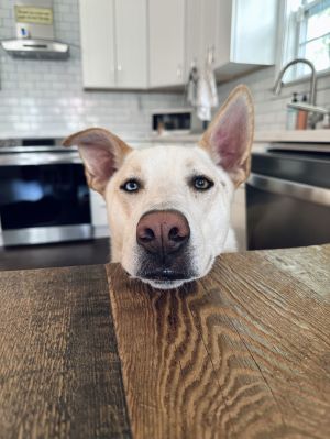 Pandas Shepherd Dog