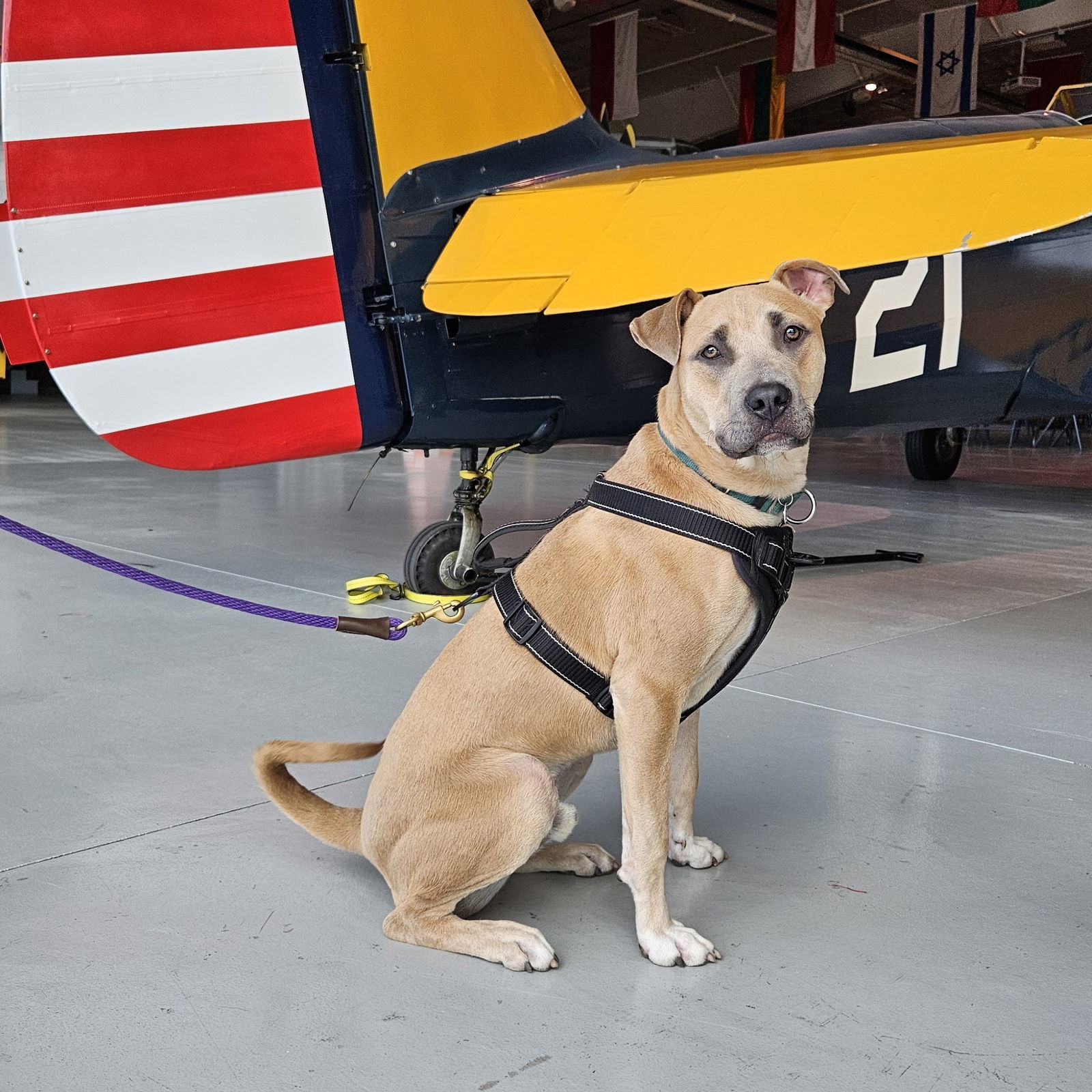 Jedi, an adoptable Pit Bull Terrier in Fargo, ND, 58103 | Photo Image 1