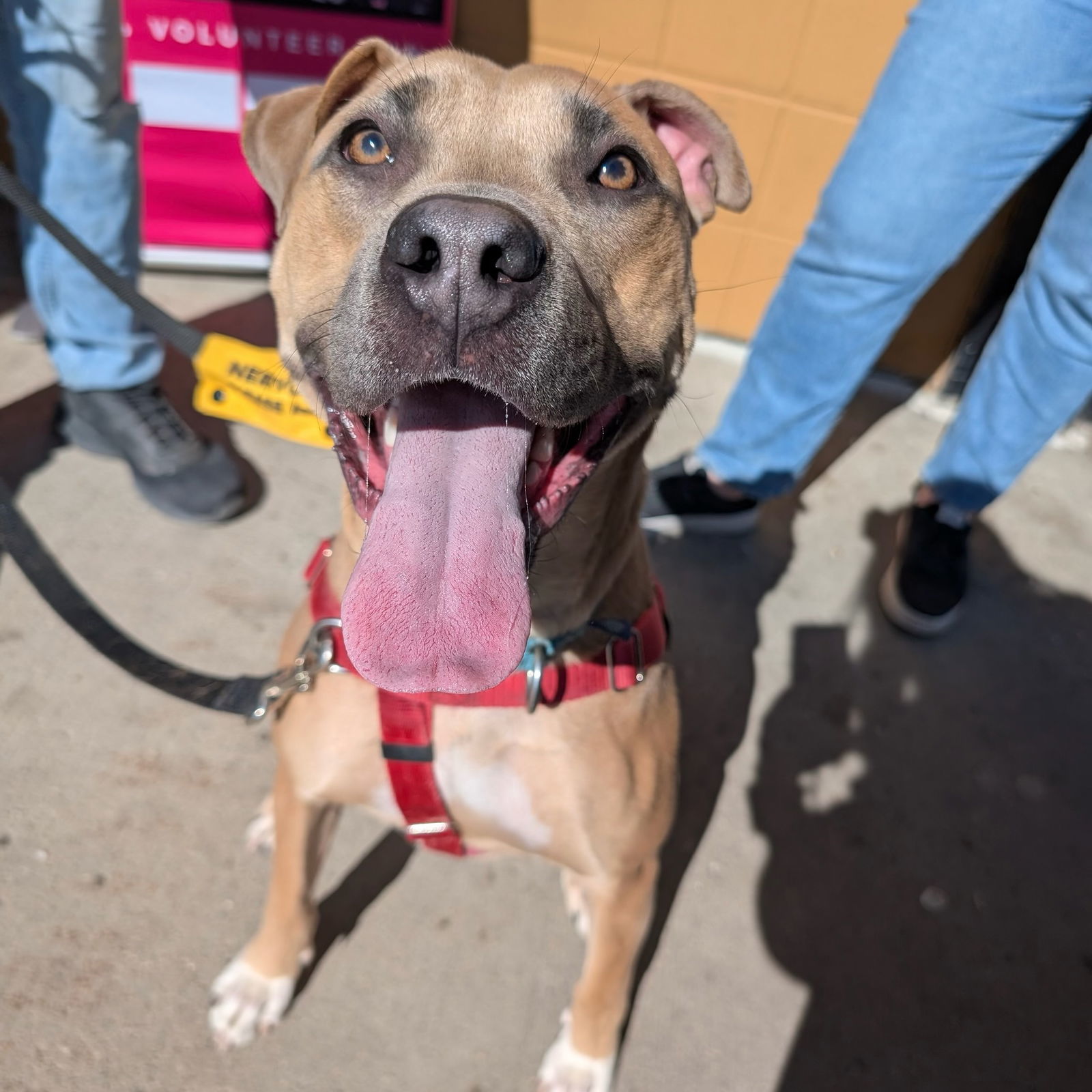 Jedi, an adoptable Pit Bull Terrier in Fargo, ND, 58103 | Photo Image 1