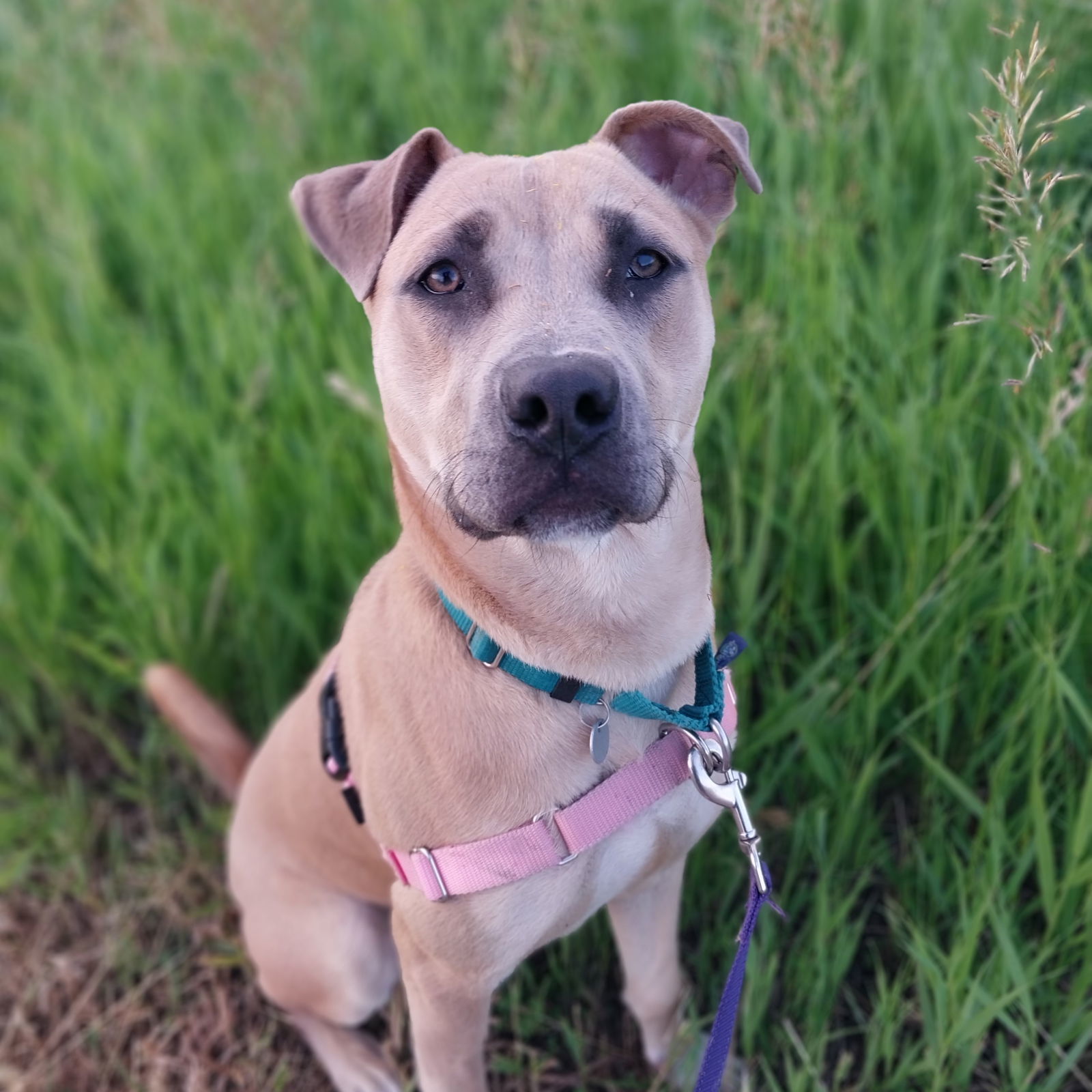 Jedi, an adoptable Pit Bull Terrier in Fargo, ND, 58103 | Photo Image 2