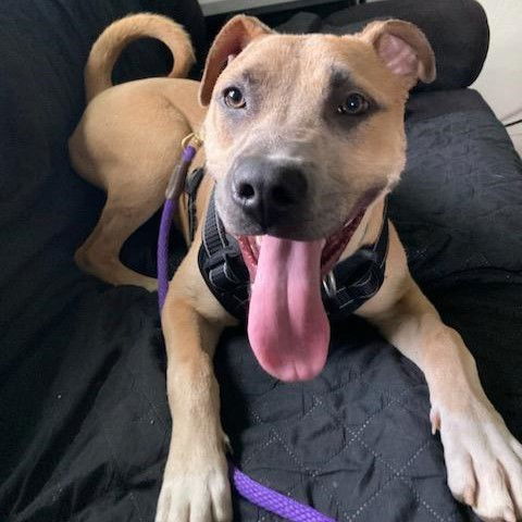 Jedi, an adoptable Pit Bull Terrier in Fargo, ND, 58103 | Photo Image 2