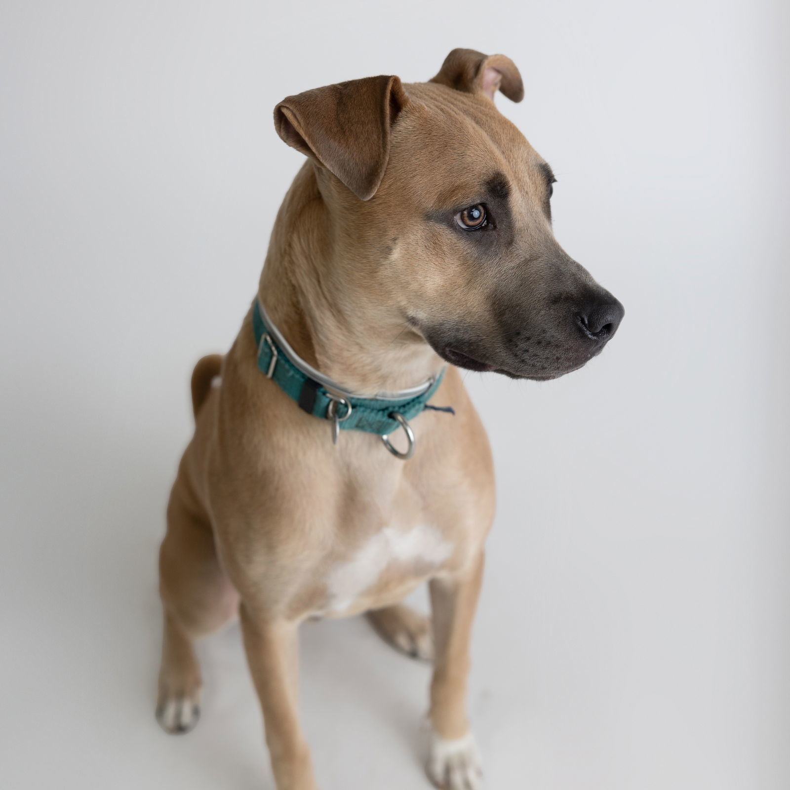Jedi, an adoptable Pit Bull Terrier in Fargo, ND, 58103 | Photo Image 2