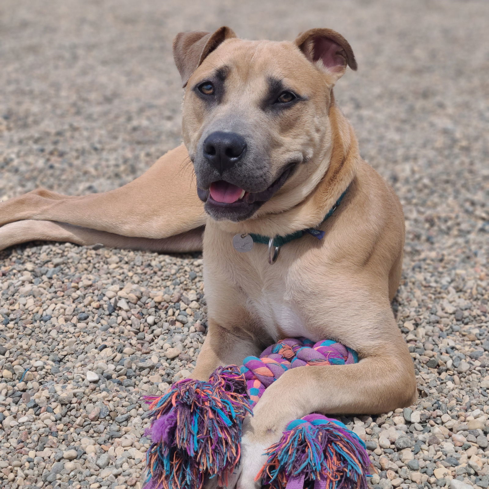 Jedi, an adoptable Pit Bull Terrier in Fargo, ND, 58103 | Photo Image 3