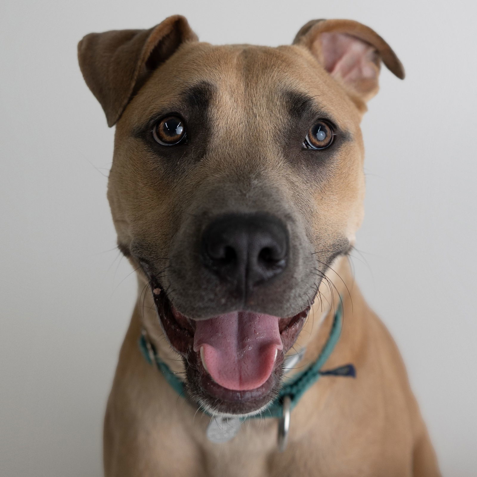 Jedi, an adoptable Pit Bull Terrier in Fargo, ND, 58103 | Photo Image 3