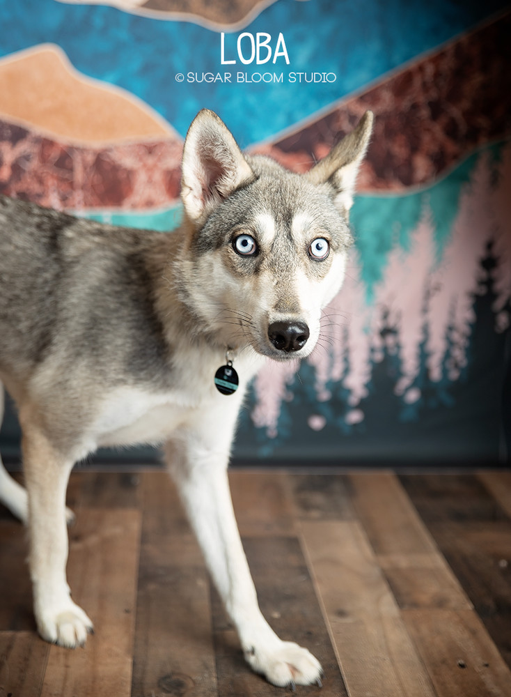 Loba, an adoptable Siberian Husky in Littleton, CO, 80126 | Photo Image 1