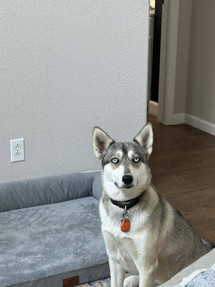 Loba, an adoptable Siberian Husky in Littleton, CO, 80126 | Photo Image 2