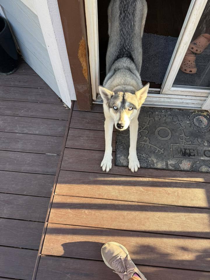 Loba, an adoptable Siberian Husky in Littleton, CO, 80126 | Photo Image 3