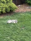 Loba photo 4