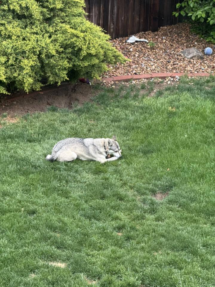 Loba, an adoptable Siberian Husky in Littleton, CO, 80126 | Photo Image 4