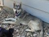 Loba photo 5