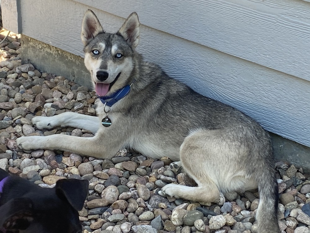 Loba, an adoptable Siberian Husky in Littleton, CO, 80126 | Photo Image 5