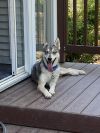 Loba photo 6