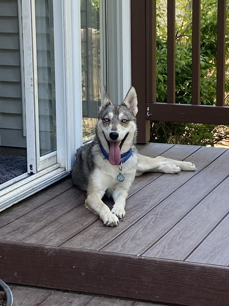 Loba, an adoptable Siberian Husky in Littleton, CO, 80126 | Photo Image 6