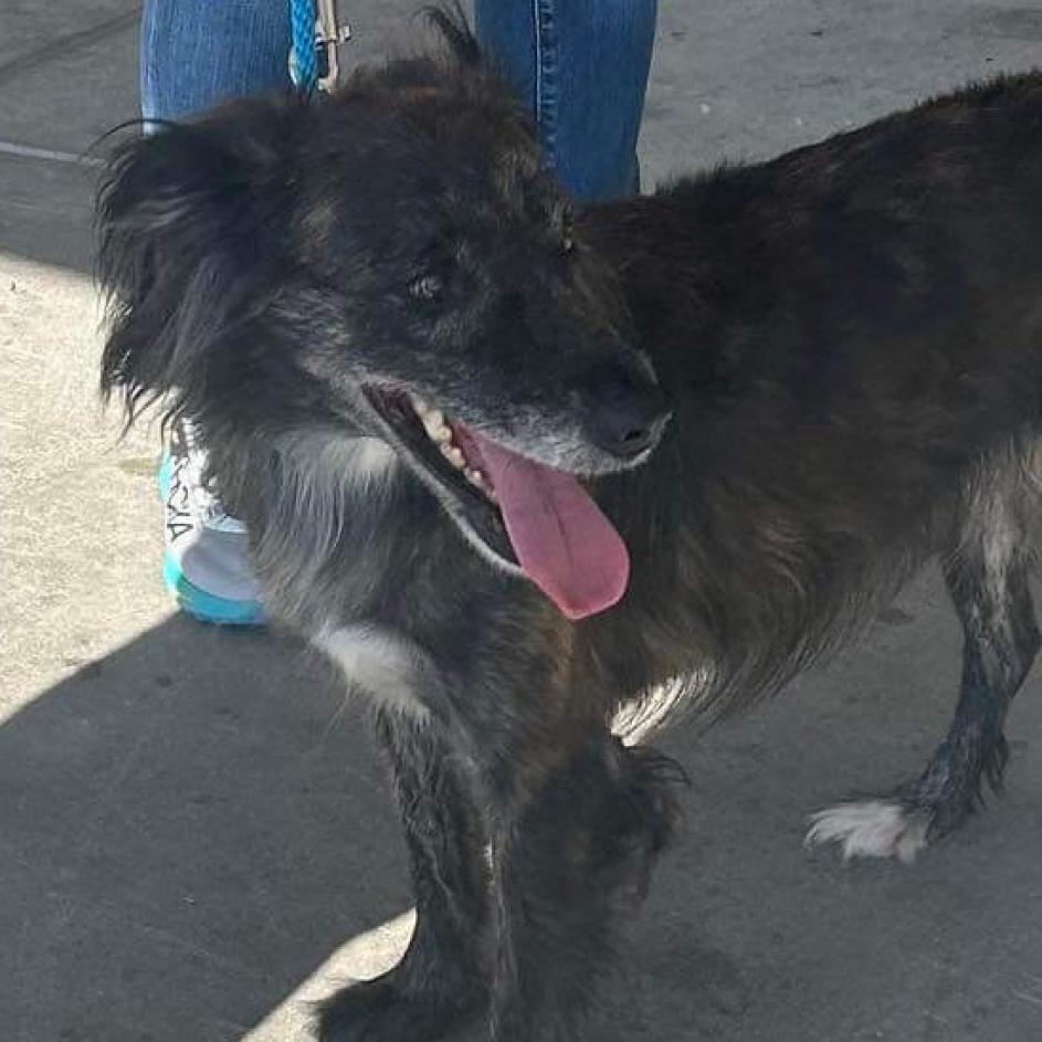 Soyia, an adoptable Spaniel, Mixed Breed in Phoenix, MD, 21131 | Photo Image 2