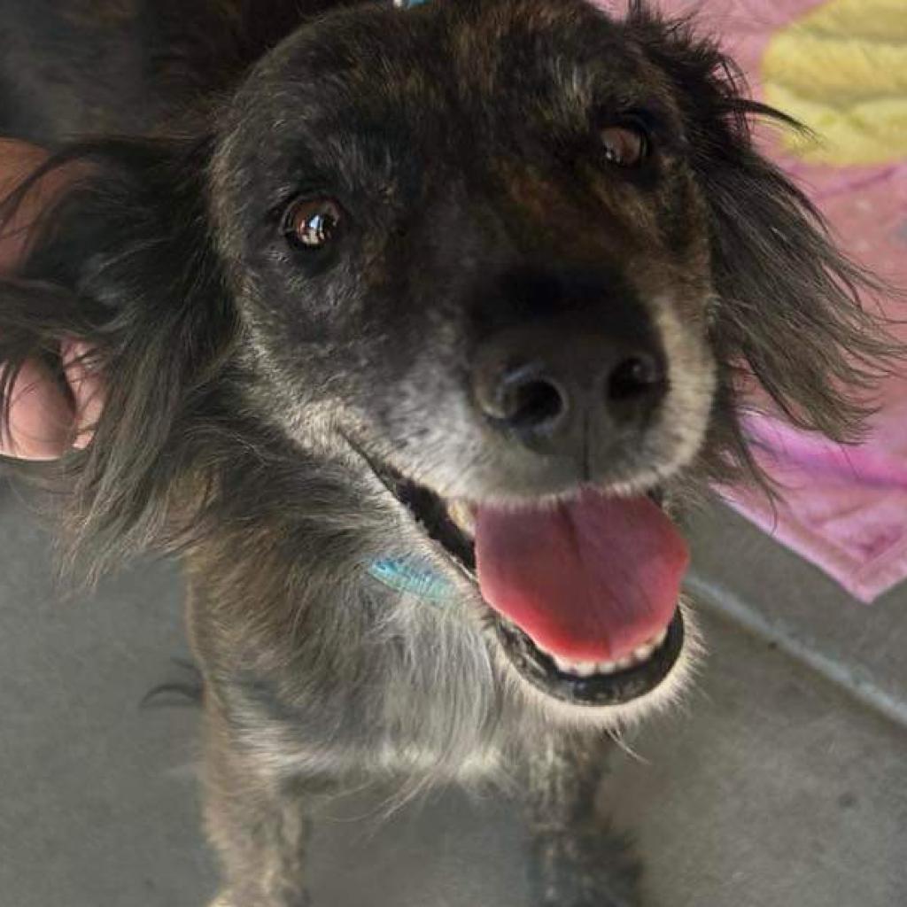 Soyia, an adoptable Spaniel, Mixed Breed in Phoenix, MD, 21131 | Photo Image 3