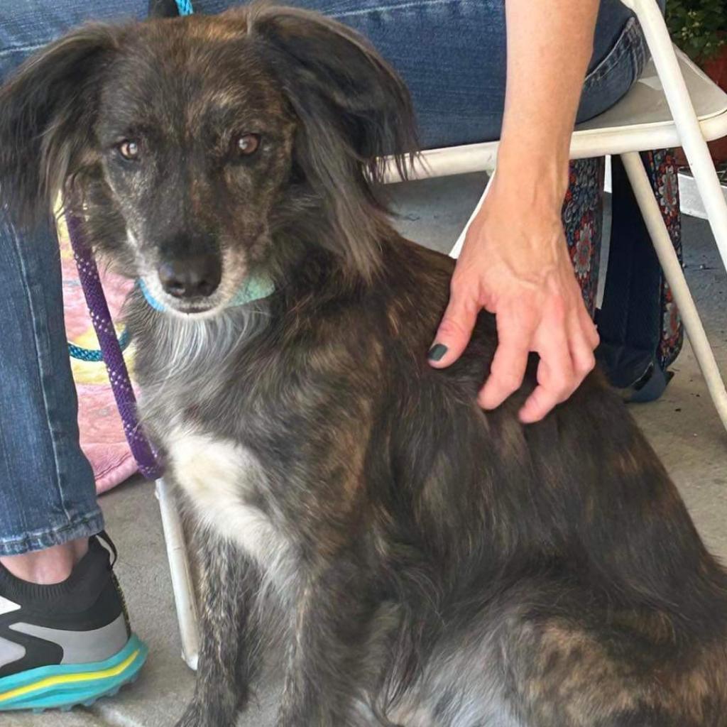 Soyia, an adoptable Spaniel, Mixed Breed in Phoenix, MD, 21131 | Photo Image 4