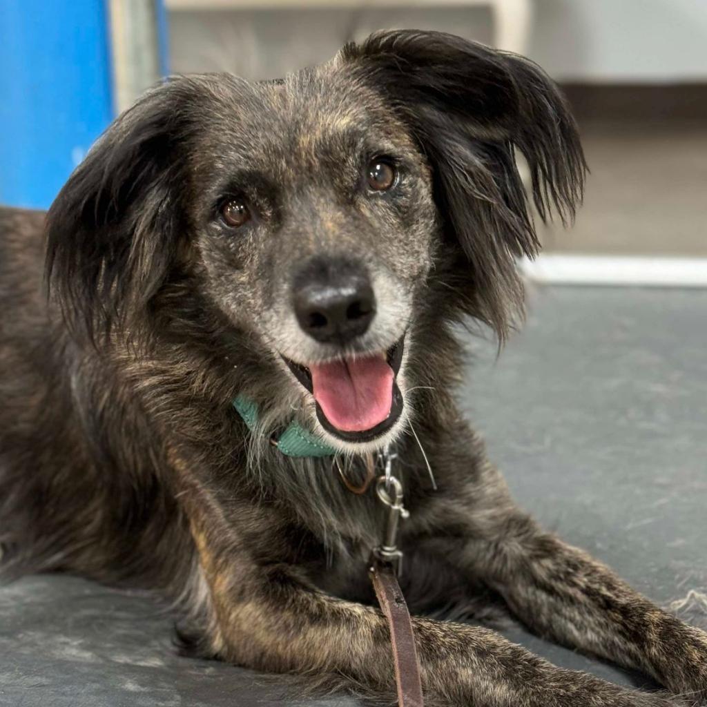 Soyia, an adoptable Spaniel, Mixed Breed in Phoenix, MD, 21131 | Photo Image 5