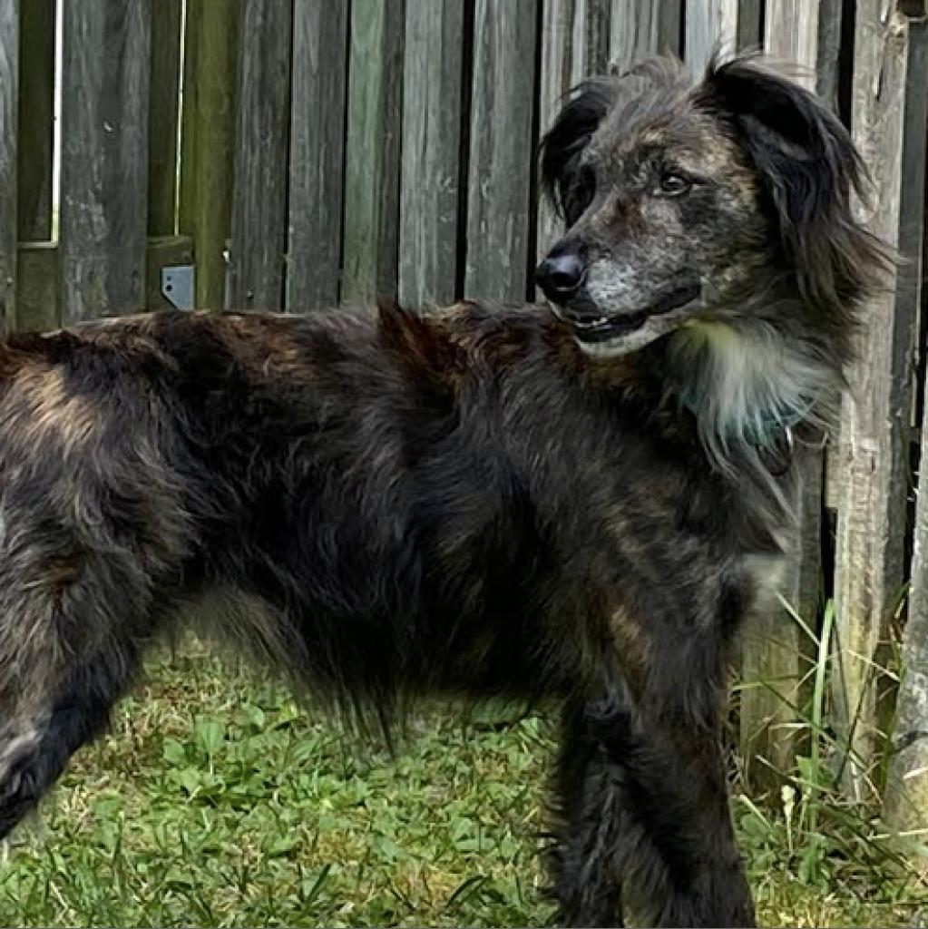 Soyia, an adoptable Spaniel, Mixed Breed in Phoenix, MD, 21131 | Photo Image 6