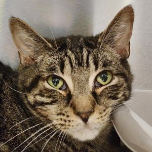 Meet Davey a charming 5-year-old male cat with a sleek tabby coat and a heart as warm as his fur